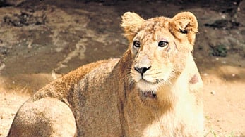 Mahagauri’s expected delivery is also significant because she is likely to become the first lioness at the zoo since 2009 to conceive again within about a year of giving birth.