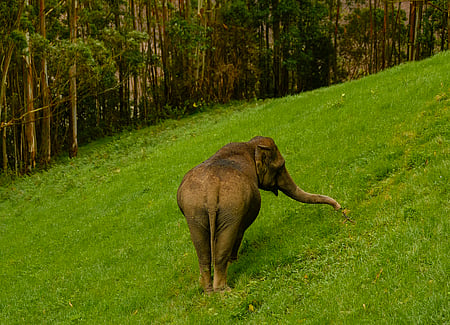 Wild elephant population has remained stable in TN for 10 years: Wildlife Warden