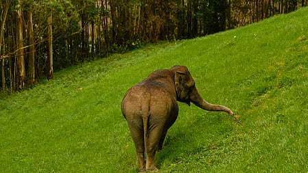 Wild elephant 