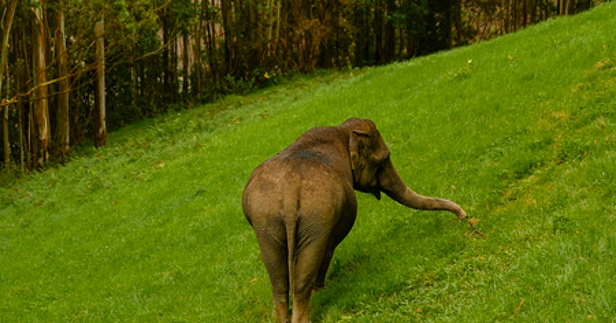 Wild elephant population has remained stable in TN for 10 years: Wildlife Warden