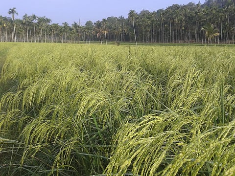 Gandhakasala paddy ready for harvest