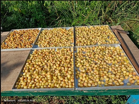 The government has decided that while private entities will manage production, state will complement them by providing official marketing channels, licensing assistance and bank linkages. 