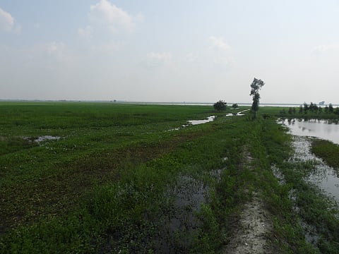 The Jai Prakash Narayan Bird Sanctuary (Surha Tal) in the Ballia district.