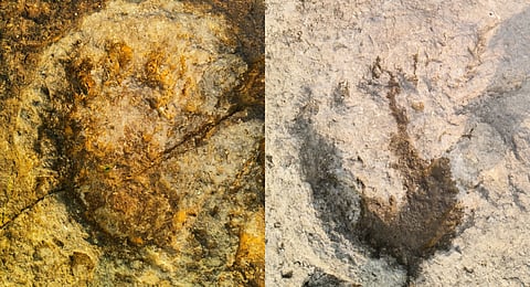 The footprints of theropods and sauropods embedded on the limestone deposits located northeast of Saligaon village in Mancherial district