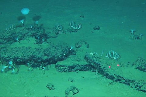 This undated image provided by Peng Zhou shows whale remains on the seafloor that have become home to large communities of marine life, southeastern Indian Ocean, in the Diamantina Fracture Zone.