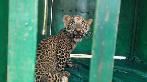 In Madhya Pradesh's Barwani district, forest department personnel are searching for a mother leopard whose cub was found abandoned and dehydrated on June 8, 2026.