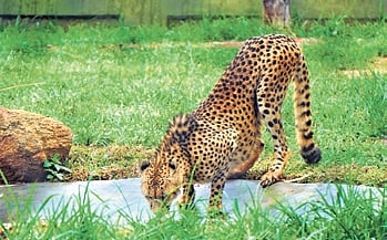 Following satisfactory evaluations, the cheetahs were shifted to a spacious outdoor enclosure, where visitors can now observe them.