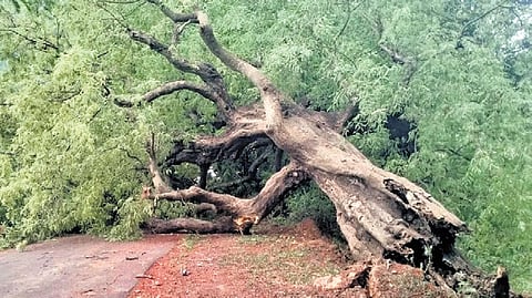 An uprooted tree blocking the road at Chintalaguda village in Rayagada block