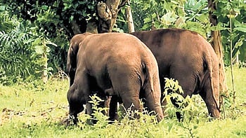 Elephants moving in a forest in Kotia