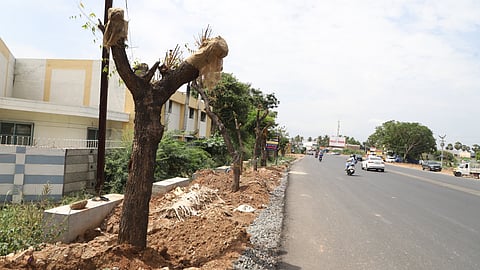 Decade-old trees are being translocated on the Sathyamangalam Road in Coimbatore in order to make way for the Coimbatore-Sathyamangalam Road expansion works.