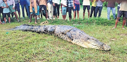 The crocodile was captured by forest personnel in Jarimula village.