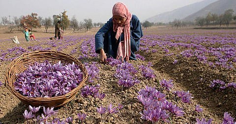 Saffron, which is also known as red gold for its special aroma, flavour and colouring agent, is mostly cultivated in Pampore and adjoining areas in south Kashmir in the Valley.