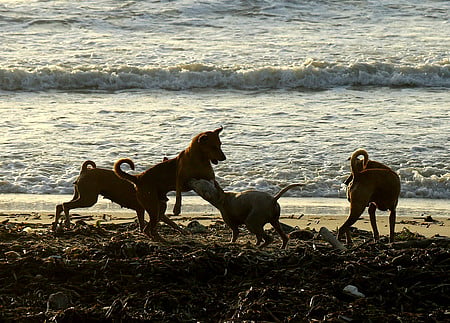 Stray dogs roam and play along the shoreline at Marina beach, raising concerns among visitors over the growing stray dog menace