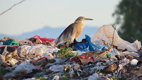 Indian Pond heron at garbage dumped site in Kousika river.
