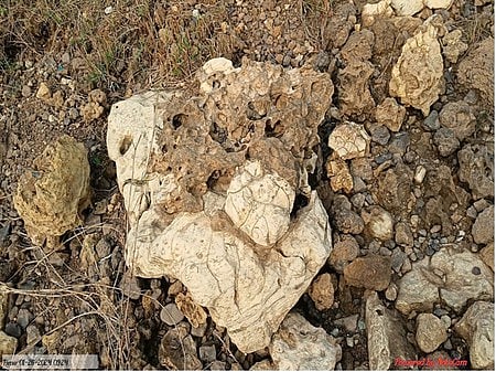 A fossil recovered from the site which locals called 'Asura hadda'