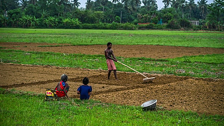 With the onset of monsoon a farmer with his family prepares the field for paddy cultivation on the outskirts of Bhubaneswara 