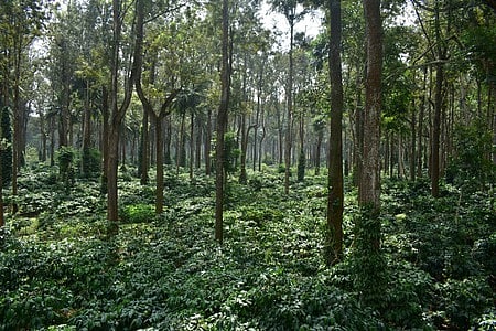 The Board official said Karnataka produces 70 per cent of India’s coffee.