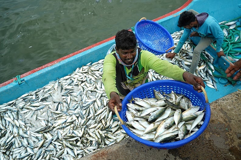 El Nino may lead to decline in sardine population, says CMFRI