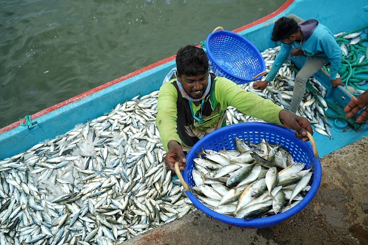 El Nino may lead to decline in sardine population, says CMFRI