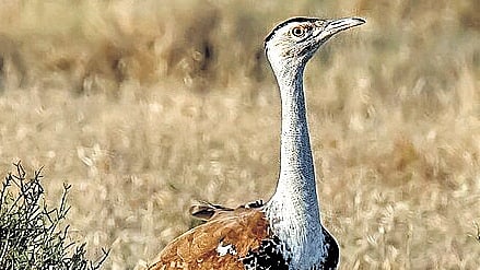 Three decades on, plans afoot in MP to reintroduce great Indian bustard