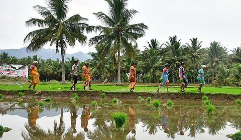 The Malkangiri administration has assured farmers of uninterrupted canal water supply for the next 10 days to facilitate paddy transplantation.