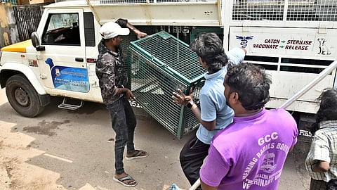 A dog squad catching a stray for sterilisation in Villivakkam.