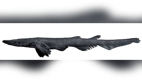 The discovery was confirmed through DNA barcoding and detailed morphological analysis.