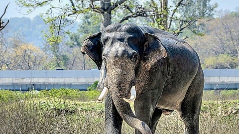 Officials have identified around 30 elephants active in and around the Haridwar Kumbh area. Many of them are known for damaging standing crops.