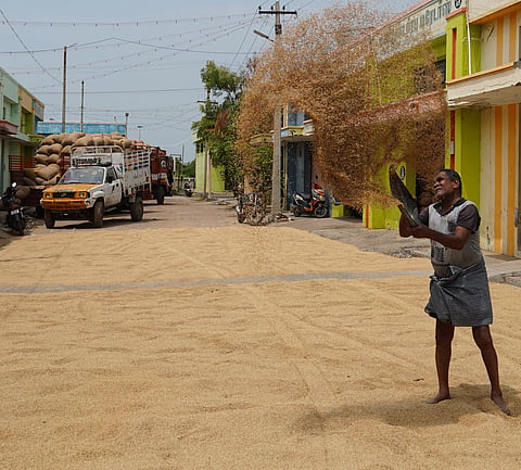 Workers as part of the drying process tossing paddy in air to remove husk from paddy before sales in Madurai