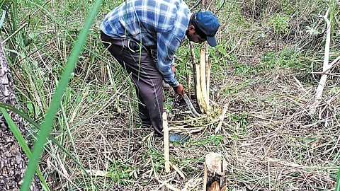 Forest and EDC watchers 
debarking senna spectabilis