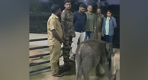 Speaking about the calf's health, the official said that the decision to shift the animal from WTTC to the Kozhikamuthi elephant camp was taken after veterinarians approved the plan.
