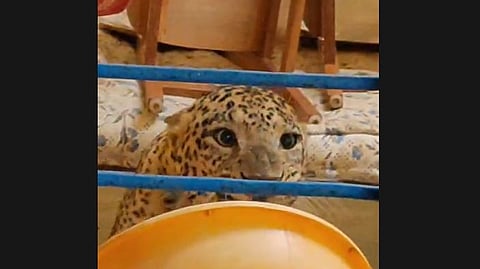 The big cat appeared confused and repeatedly ran towards a window where residents were taking videos and photographs of the animal.