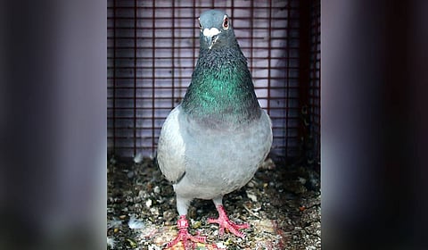 One of Manikandans pigeons won the first place by flying over 1,400 kms for around 99 hours and returning on the eight day.