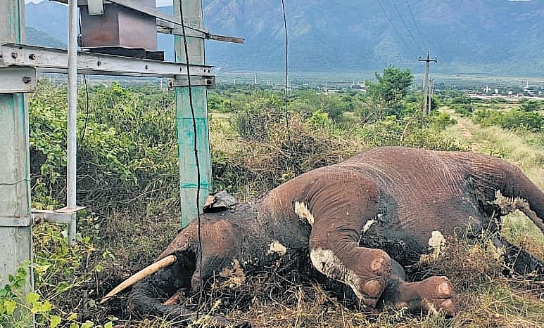 Forest officials urge Tangedco to install MCCB to curb jumbo deaths