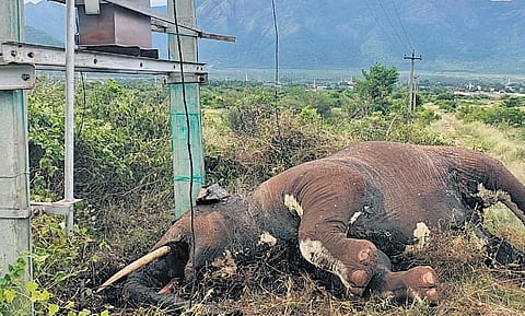 A wild elephant was electrocuted in Veerpandi village on June 23 