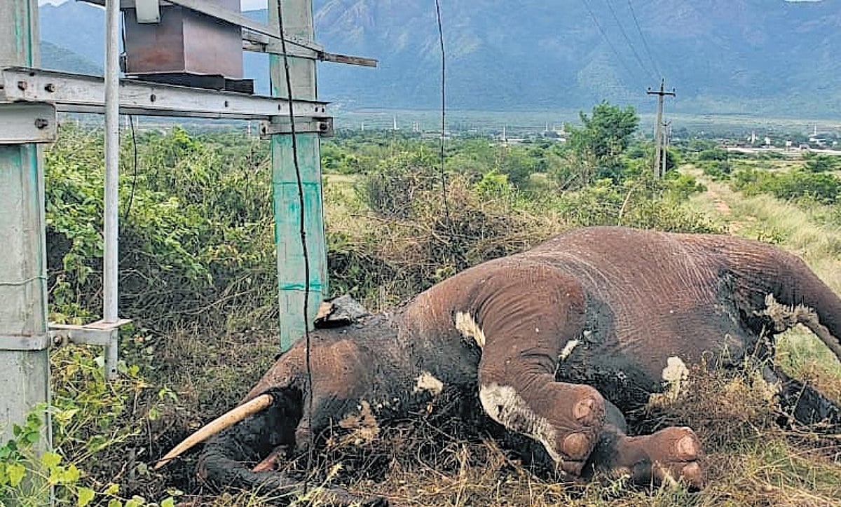 Forest officials urge Tangedco to install MCCB to curb jumbo deaths