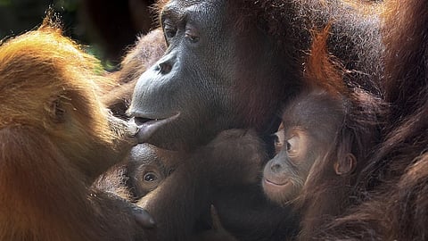 Two under a year old baby Bornean orangutans, second left and right, cling on to their mother while another 3-year-old orangutan kisses her, Thursday, Oct. 3, 2013, at the Singapore Zoo. 