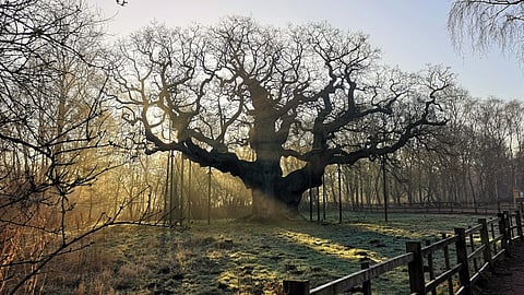 If the most famous trees are potentially inauthentic, Robin Hood’s oak is doubly so, because Robin himself is perhaps inauthentic