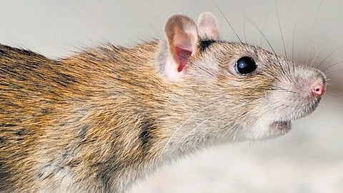 Rat fever cases triple in five years in Kerala.
