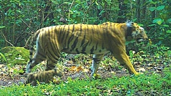 Zeenat and her cubs