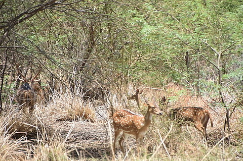 Villagers and social activists urged that the spotted deer inhabiting patta lands and river basins in the Avinashi and Kangeyam areas of Tiruppur be relocated. 