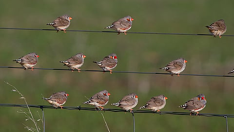 A charm of Zebra Finches
