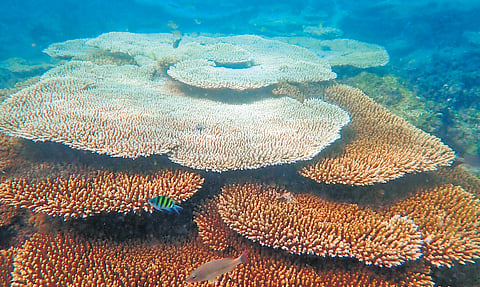 The survey covered reefs in the Gulf of Mannar and the Palk Bay.