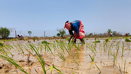 Delta farmers 