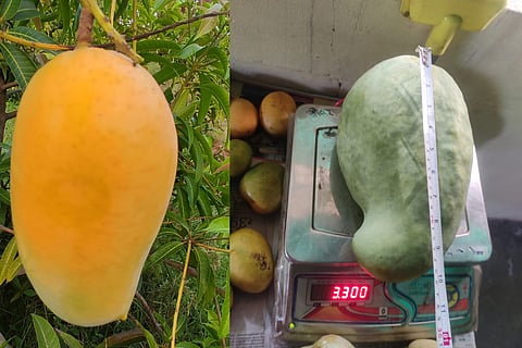 The Noorjahan mango of Alirajpur, among the rarest varieties, is known for its unusually large size, with fruits weighing up to 3–3.5 kg and reaching nearly a foot in length.
