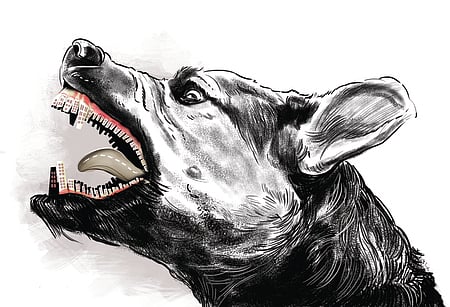 Though the Supreme Court ordered removal of stray dogs from public places, the move is yet to gain traction on the ground as a majority of local bodies struggle to set up shelters to house the canines. 