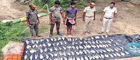 The migratory waterfowls seized from accused Kalicharan Mandal | Express