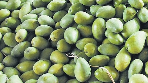 Registered farmers must trade their produce through notified APMC mandis to qualify for relief.