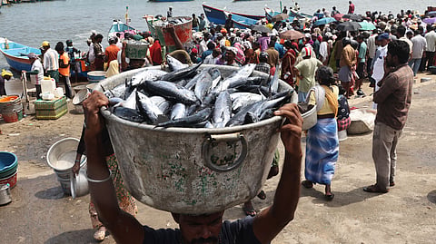 A porter carries a basin filled with freshly landed small tuna at Vizhinjam Fishing Harbour in Thiruvananthapuram.