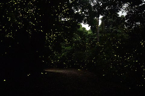 Where have all the fireflies gone?
